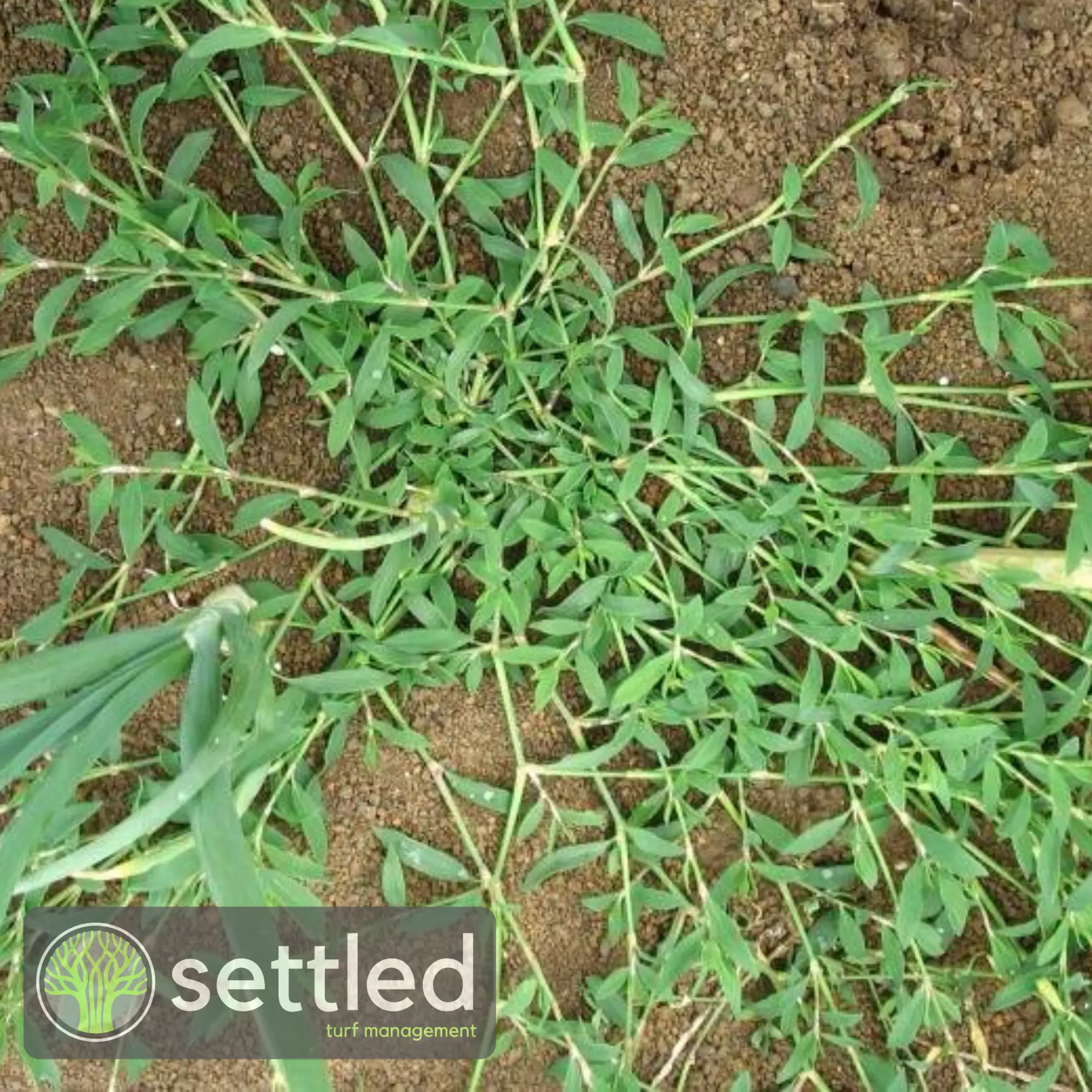 Wireweed