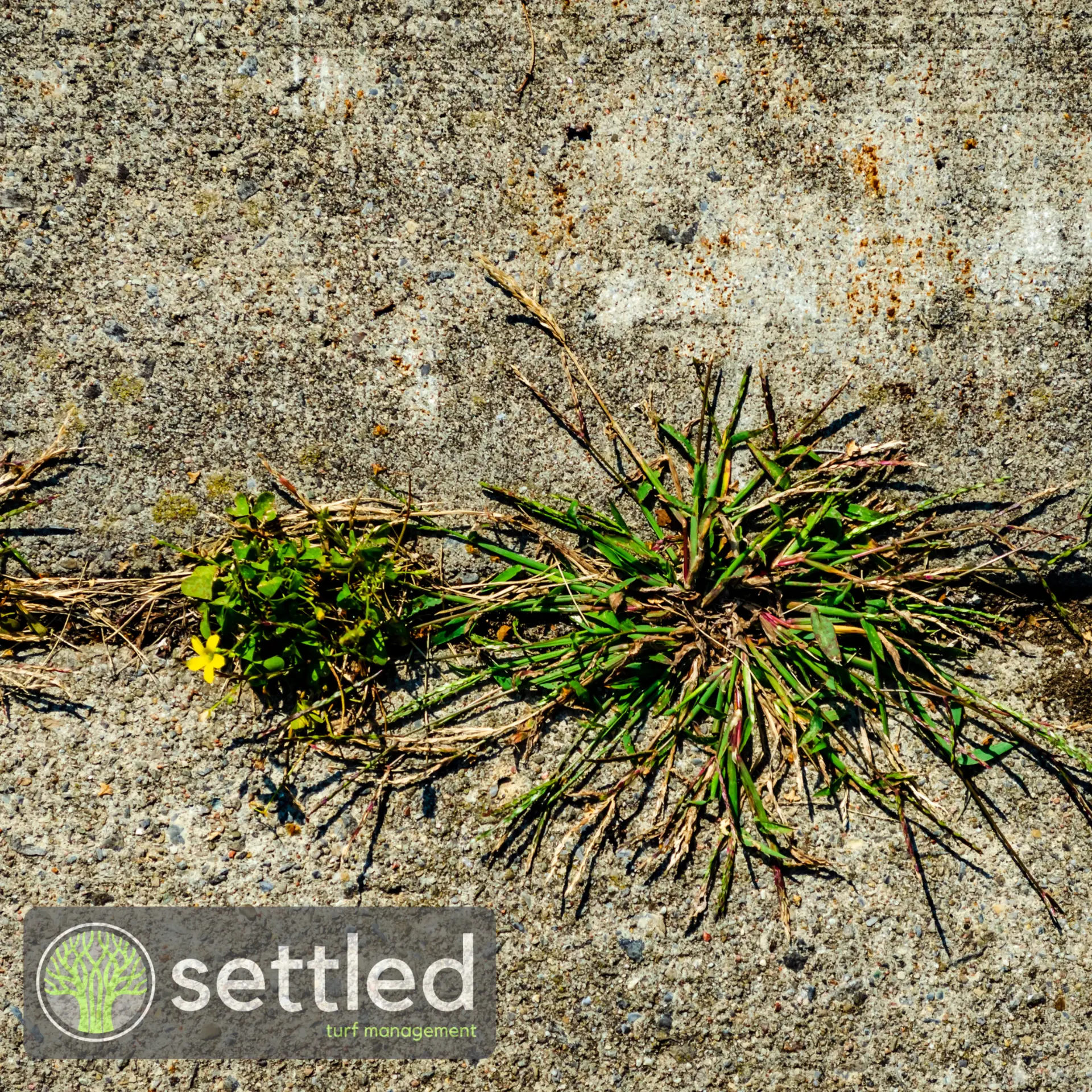 Residential turf weed control